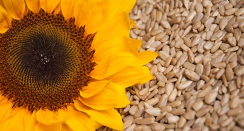 SunflowerSeeds