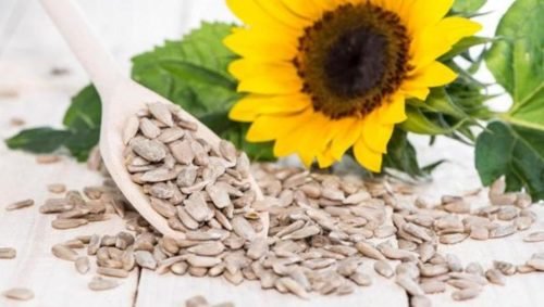 sunflower seeds for eating